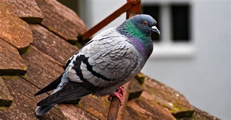 What Do Pigeons Eat? - A-Z Animals