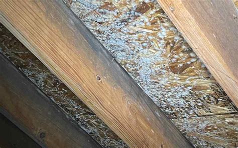 Mold on Attic Roof Sheathing | What it is and How to Remove it - Environix