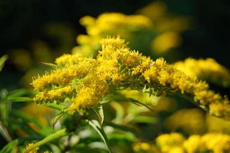 State flower of Nebraska is the Goldenrod (Solidago gigantea). State ...