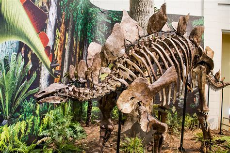 Dinosaurs at the Carnegie Museum of Natural History (IMG_4… | Flickr