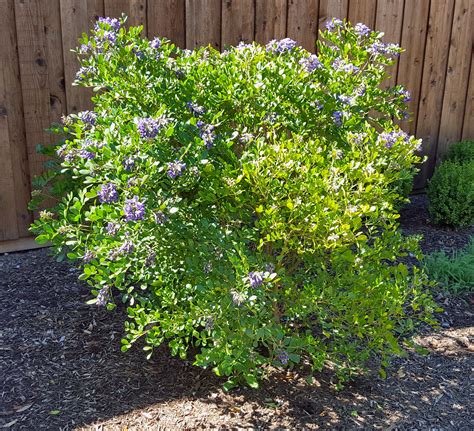 Dermatophyllum secundiflorum (Texas Mountain Laurel) – Eco Blossom Nursery