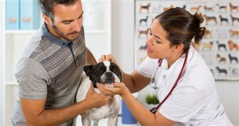 Top 10 Best Veterinary Medicine Schools In USA - toplist.info