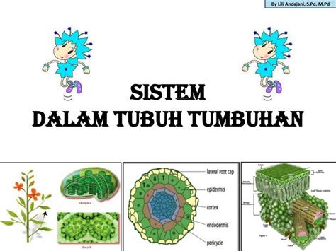 Sistem Pernapasan Pada Tumbuhan Materisekolah Github Io | My XXX Hot Girl