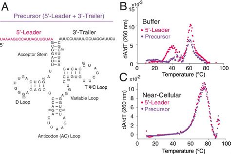 Single-nucleotide control of tRNA folding cooperativity under near ...