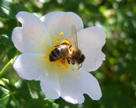 ABEJAS melíferas - BOTÀNIC SERRAT