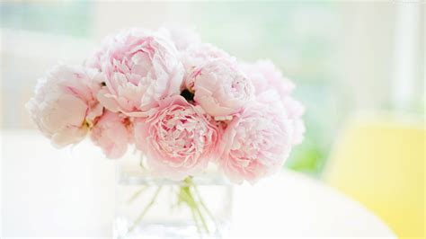 Pink Peonies Wallpaper (46+ images)