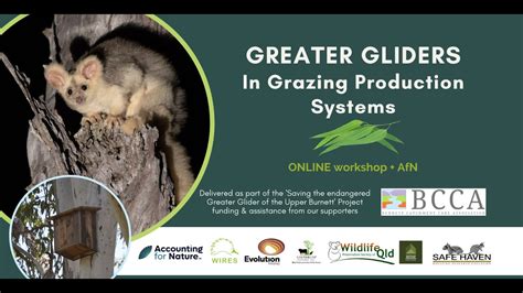 Greater Glider conservation in grazing production systems + AfN Presentation - Online workshop ...