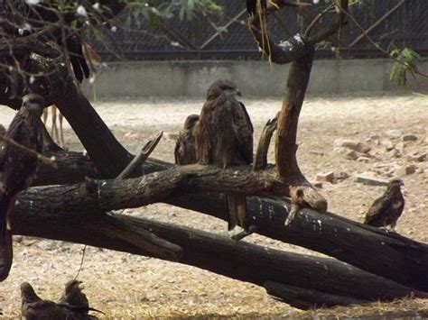 Delhi zoo reopening: Park to operate in 2 shifts, visitors can book ...