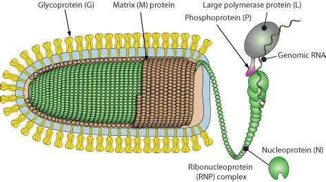 Almendravirus ~ ViralZone page