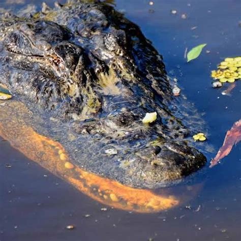 Adventures of Jean Lafitte Swamp Tour with Optional Transportation from New Orleans - TripShock!