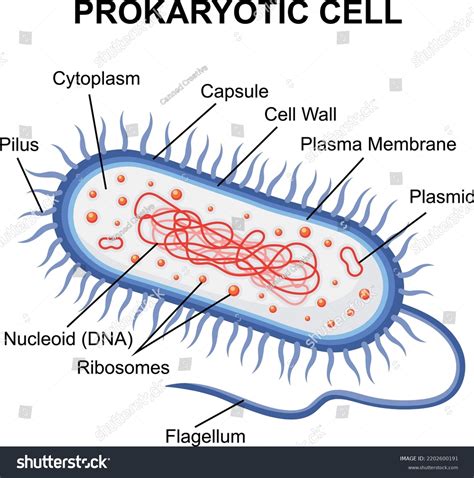 Prokaryotic Cell Structure Diagram Cross Section: เวกเตอร์สต็อก (ปลอดค่าลิขสิทธิ์) 2202600191 ...