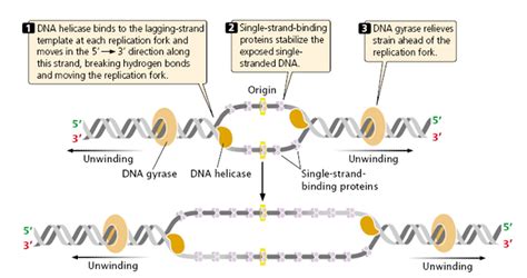 Steps involved in DNA Replication in Prokaryotes (E.coli)