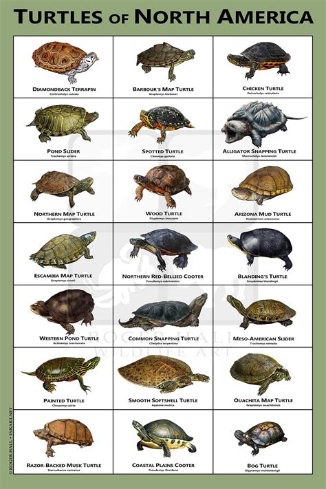 Turtles of North America Art Print / Field Guide | Etsy India