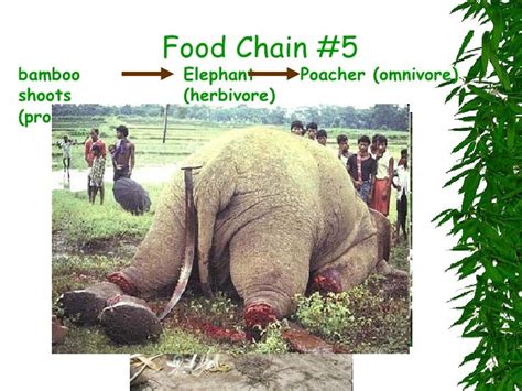 Mountain Gorilla Food Chains