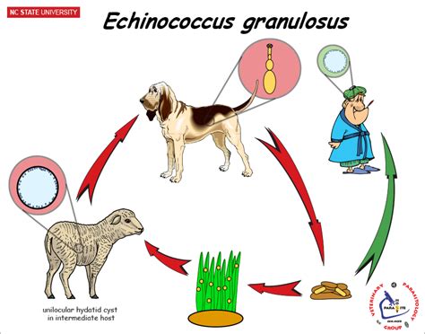 Echinococcus Life Cycle