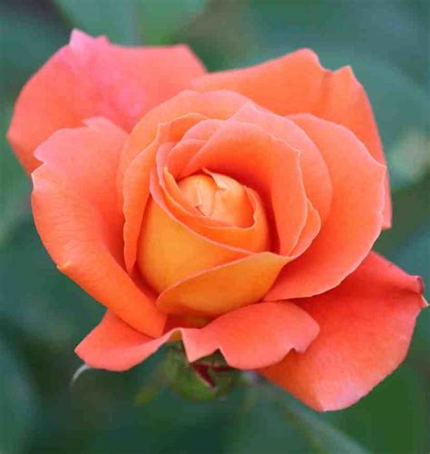 11 Most Beautiful Orange Roses and Meaning - HowLifeStyles