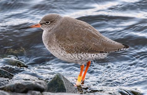 A Beginner's Guide to Shorebird Identification by Matthew Feargrieve