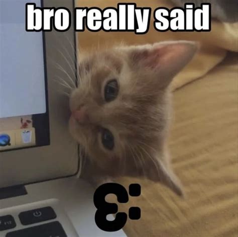 cat :3 | Funny cat memes, Stupid cat, Cat memes