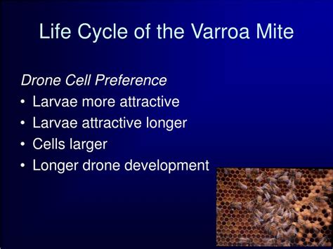 PPT - Varroa Mite Sampling and IPM PowerPoint Presentation, free ...