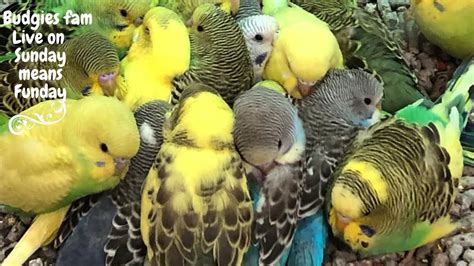 Cute Budgies- Live stream playing and chirping - Budgie singing - So Funny - Budgies Fam - YouTube