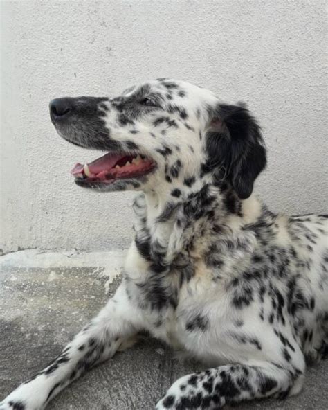 Golden Retriever Dalmatian Mix: What Cuteness Looks Like