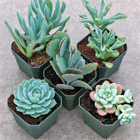 succulent fairy garden ideas | 植物, 多肉