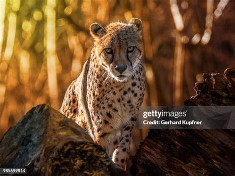 6,615 Cheetah Spots Stock Photos, High-Res Pictures, and Images - Getty Images