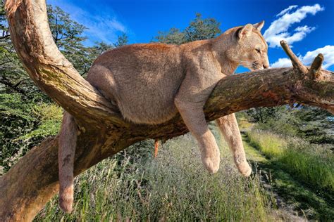 5 Amazing Photos Of Wildlife In Torres Del Paine National Park We Can't ...