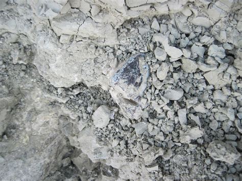 Nebraska Fossils - Fossil Hunting Trips - The Fossil Forum