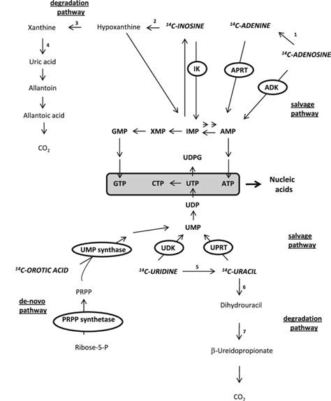 Metabolic fate of purine precursors ([8-14 C]-adenosine, adenine and ...