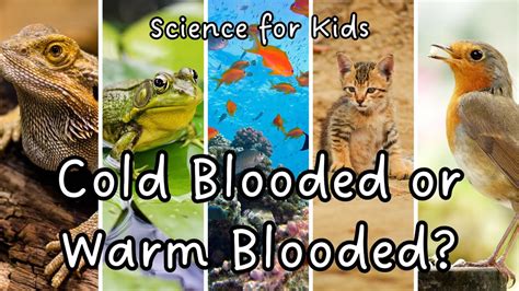 Warm-Blooded vs. Cold-Blooded Animals: What's the Difference? Animal ...