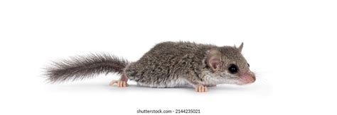 37 African pygmy dormouse Images, Stock Photos & Vectors | Shutterstock