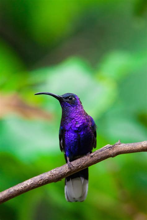 Purple Iridescent Hummingbird : r/pics