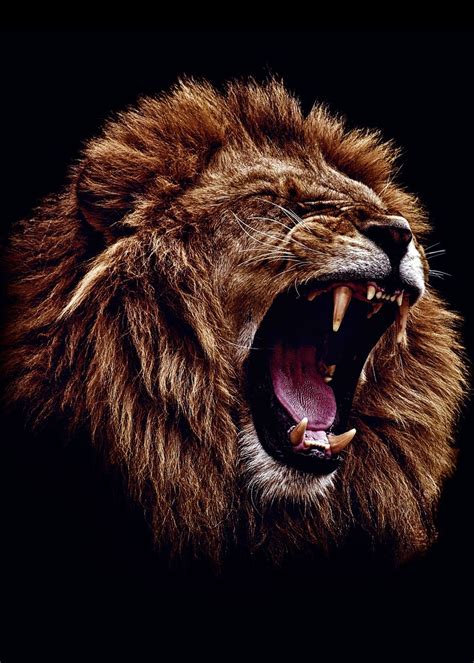 Lion Angry Face Wallpaper