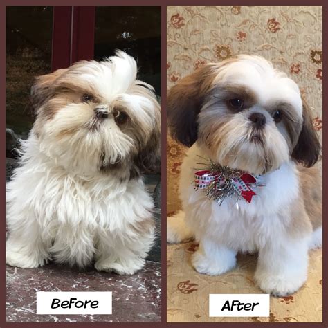 Gidget 6months old. Before and after her first trip to the groomer ...