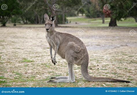 Western Grey Kangaroo stock photo. Image of australia - 4726462