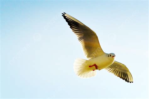 Background Foto Foto Burung Camar Terbang Di Bawah Langit, Satu ...