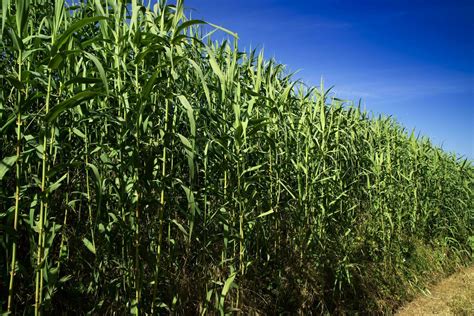 Common thicket in summer 27088945 Stock Photo at Vecteezy