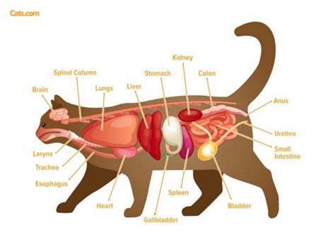 Cat Anatomy Guide - Cats.com