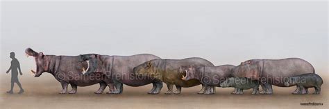 Hippopotamidae by SameerPrehistorica on DeviantArt