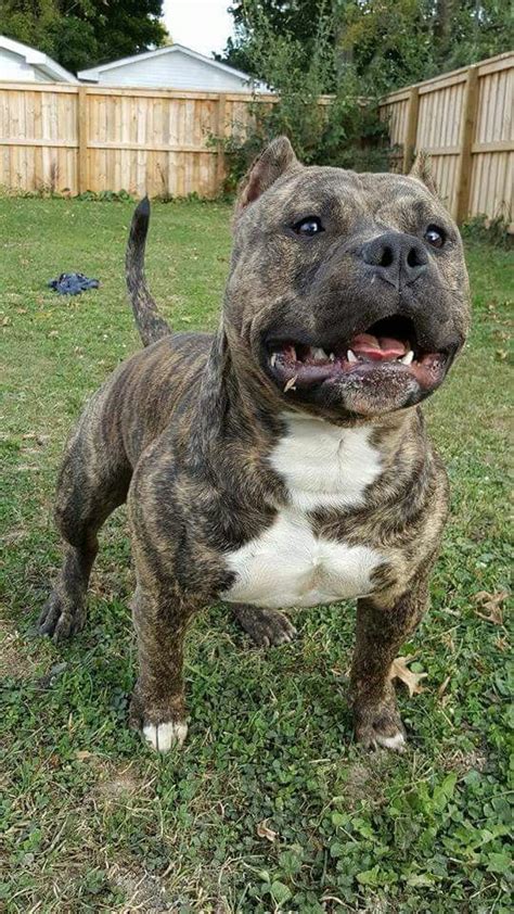 Brindle Pitbull Dog Standing on Grass Field