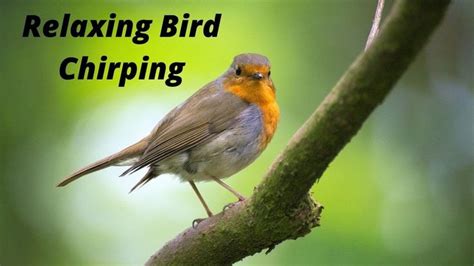 Relaxing Bird Chirping Sound I Nature Sound I 3 Minutes #relax #nature ...