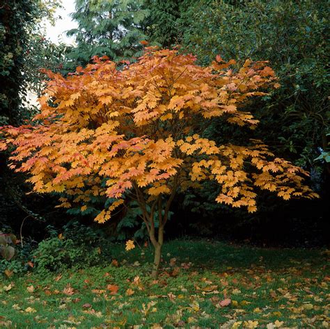 Acer japonicum „Vitifolium“ – Baumschule Frank