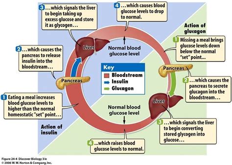 Controlling Blood Glucose Levels Diagram Mastering Biology G