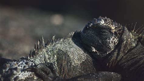 Galapagos Marine Iguana | Big Pacific: Voracious | PBS LearningMedia