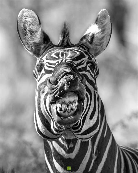 Zebra Funny Face