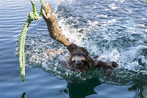 Mr. Sloth went for a good swim!! | Unusual animals, Sloth, Sloth facts