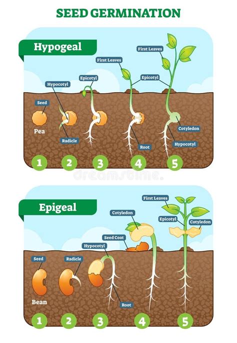 Seed Germination Cross Section Vector Illustration in Stages. Hypogeal and Epigeal Types Stock ...