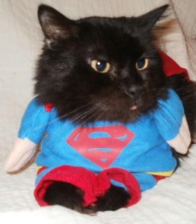 Haha! Superman Kitty (Can't Stop Laughing) | Flickr - Photo Sharing!