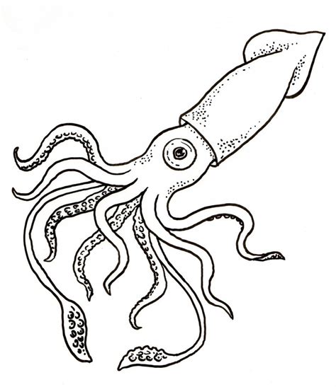 Squid Adult Coloring Pages - pietercabe